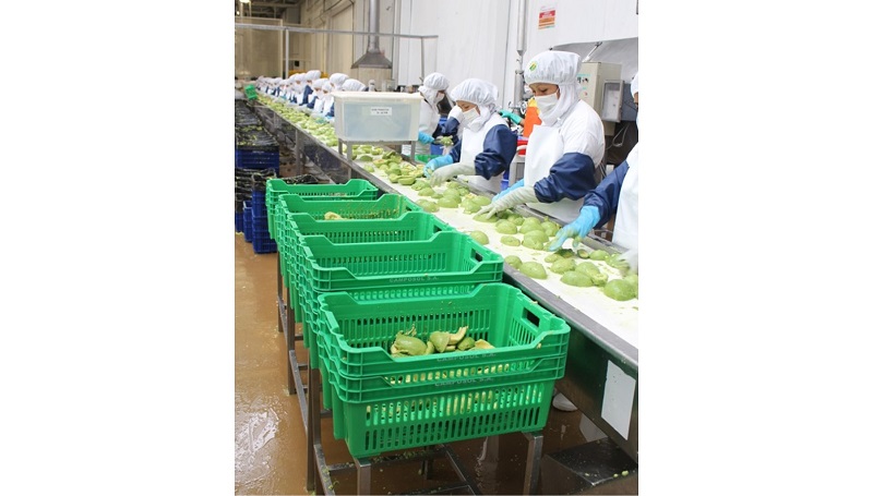 Despachos de palta al exterior sumaron US$ 3 millones 623 mil