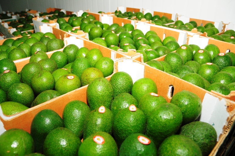 Agroexportaciones se incrementaron en 21% en región La Libertad según ADEX