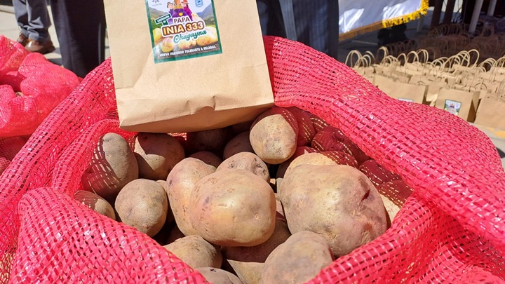 Conservan in vitro papas nativas para asegurar diversidad genética y capacidad alimentaria del país
