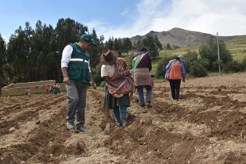 Aplicación permite obtener papa de alta calidad para consumidores peruanos 