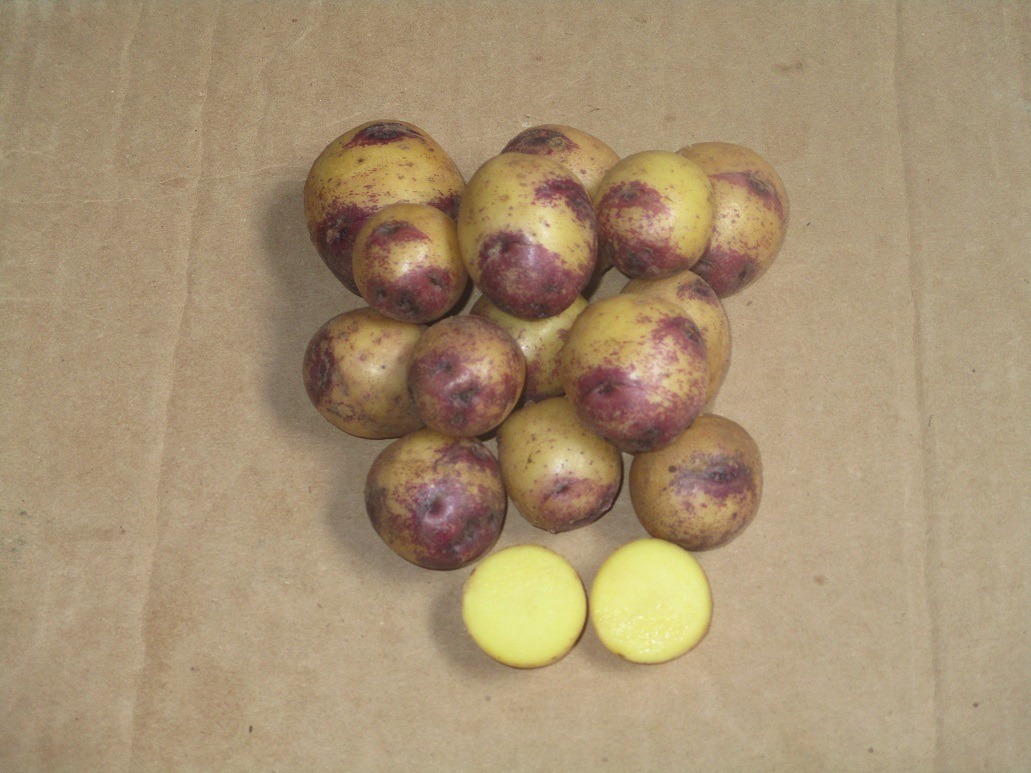 Presentan nueva papa Perú Bicentenario que mejorará en 50% rentabilidad del agricultor