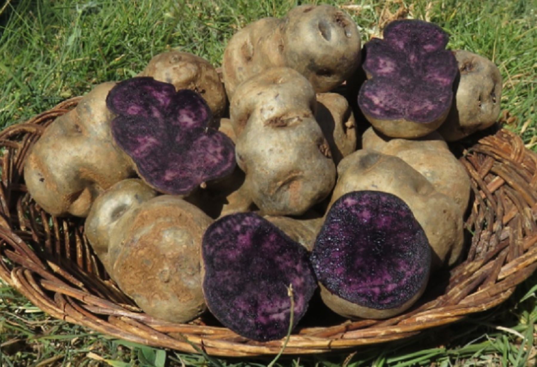 Producen más de 40 variedades de papa con alta calidad genética 