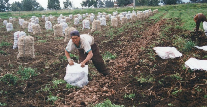   Centro de Innovación Tecnológica de la Papa se instalará en Julcán