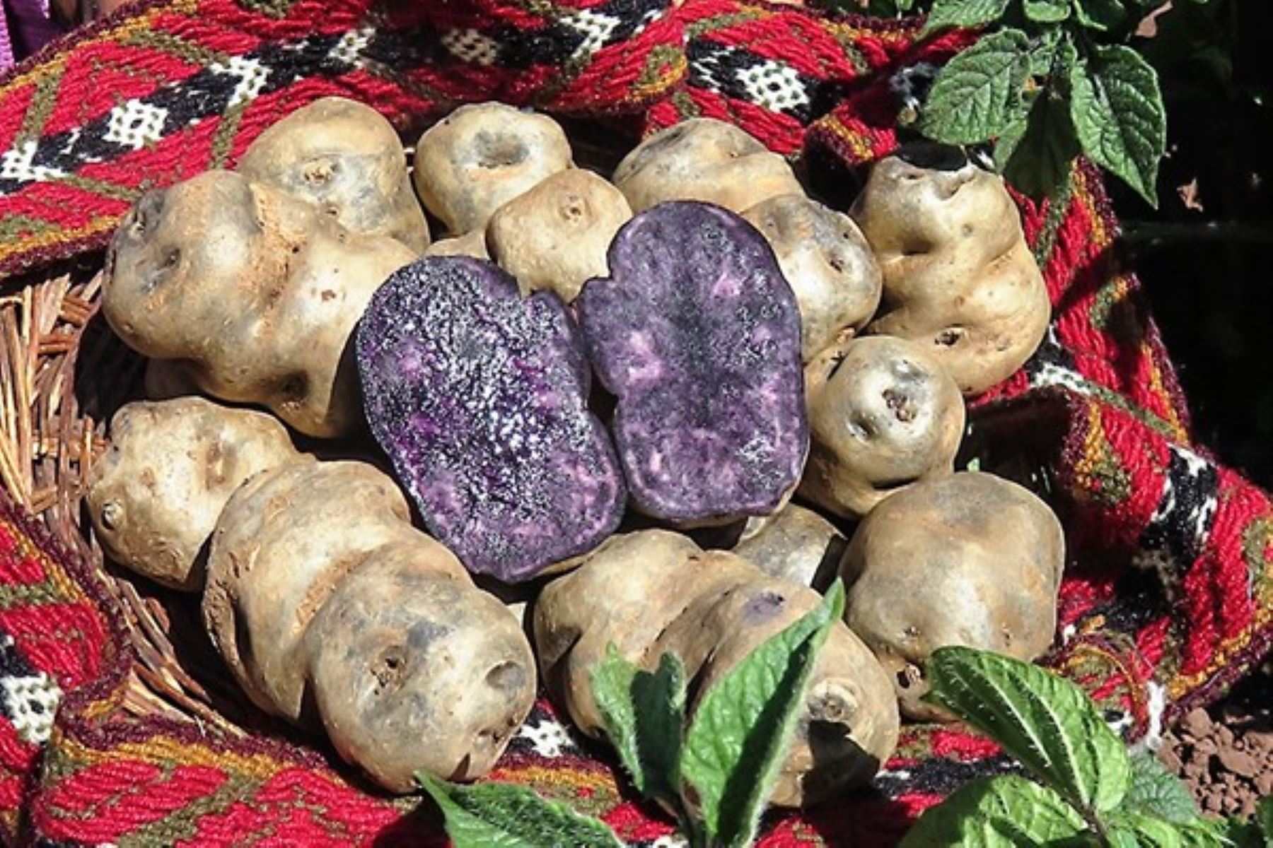 Productores aseguran venta por S/ 4 millones de papa nativa a empresa de snacks