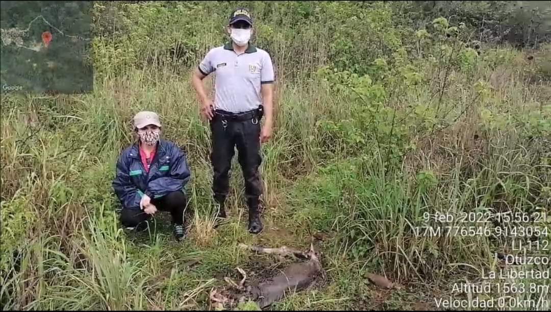 Otuzco: Dictan condena para sujetos que envenenaron a un puma y lo exhibieron en una losa deportiva 