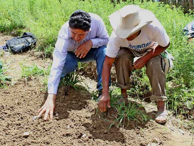  Municipio de Otuzco y Minagri siembran 140 has. de pastos mejorados en zonas agrícolas