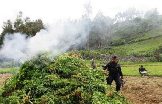 Erradican más de 15 mil plantones de marihuana en varias zonas de Pataz