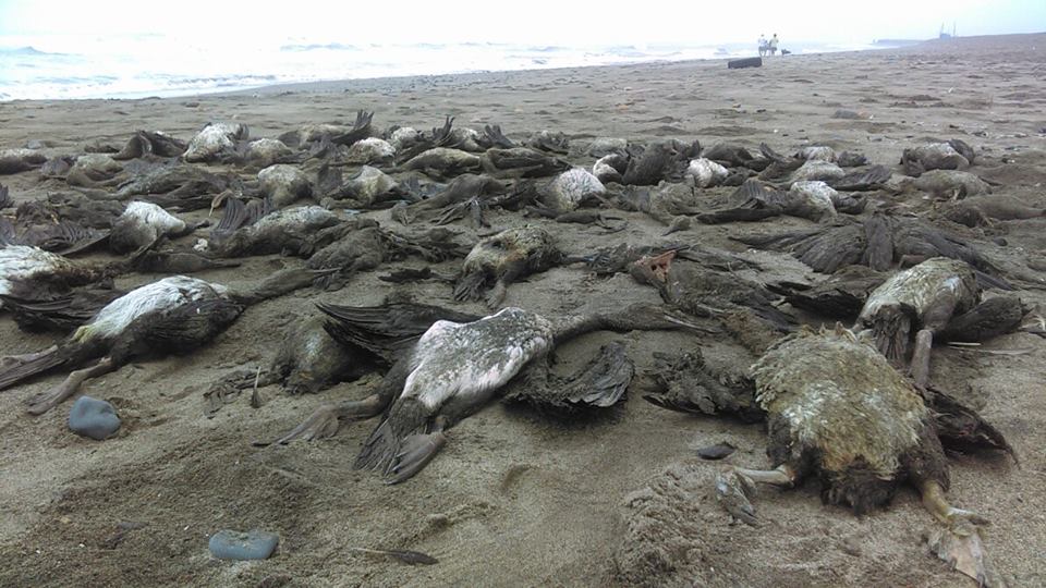 Decenas de aves mueren en Huanchaquito por calentamiento del mar