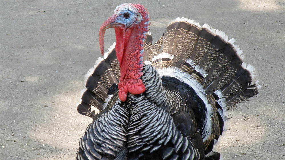 Venta de pavo cae un 20 % en La Libertad, informó la Cámara de Comercio 