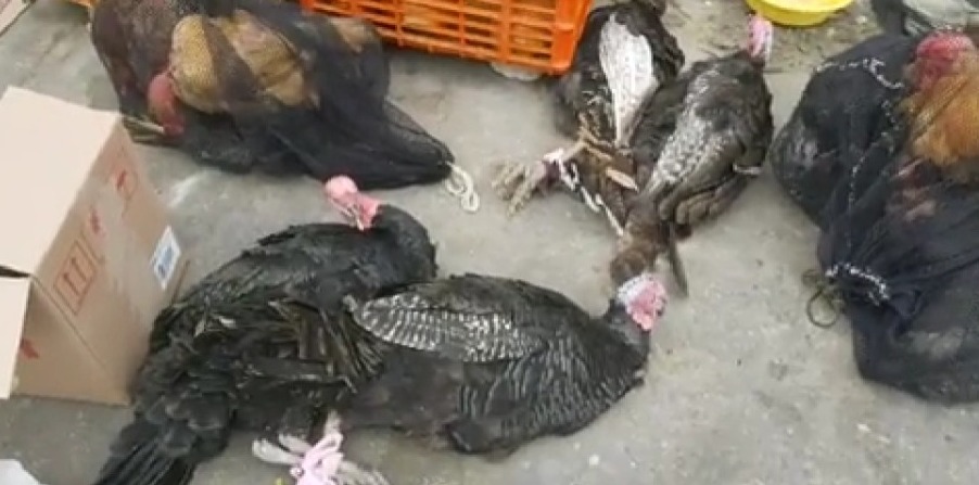 Vendedores informales venden pavos hasta por 250 soles en av. Vallejo