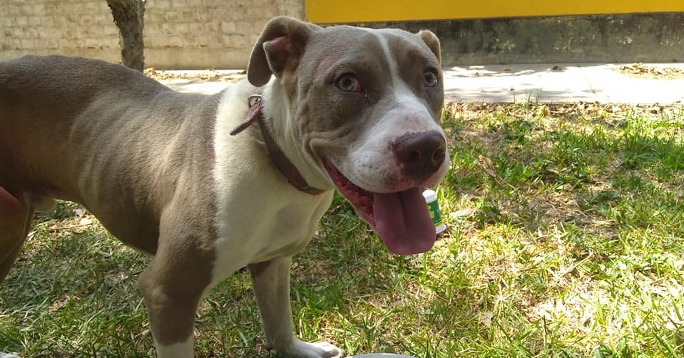 Trujillo: piden apoyo para mascota abandonada en parque con una pata rota