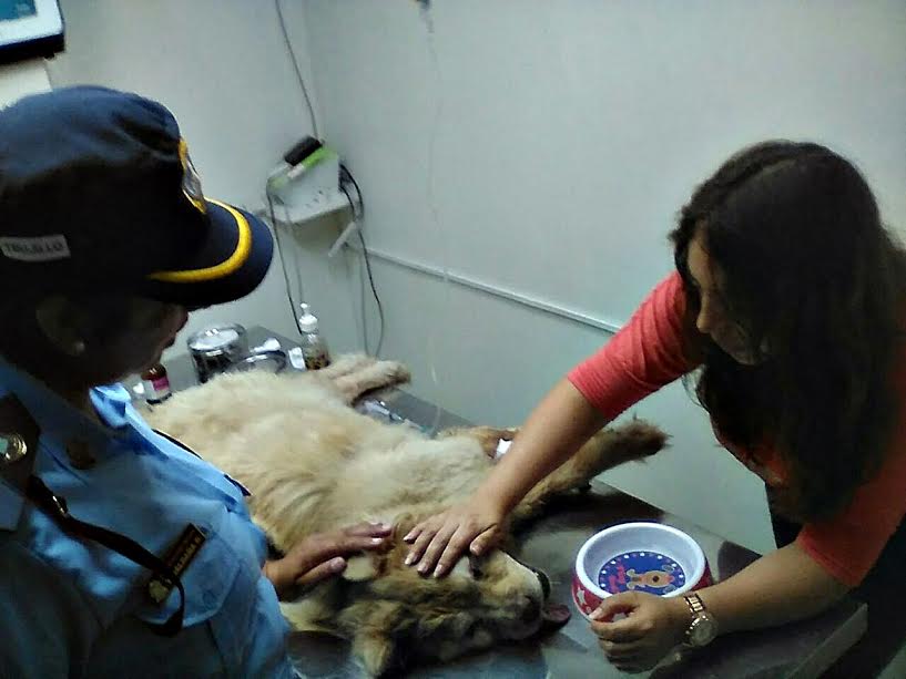 Trujillo: veterinarios y serenos salvan la vida de un can que fue envenenado(Video) 