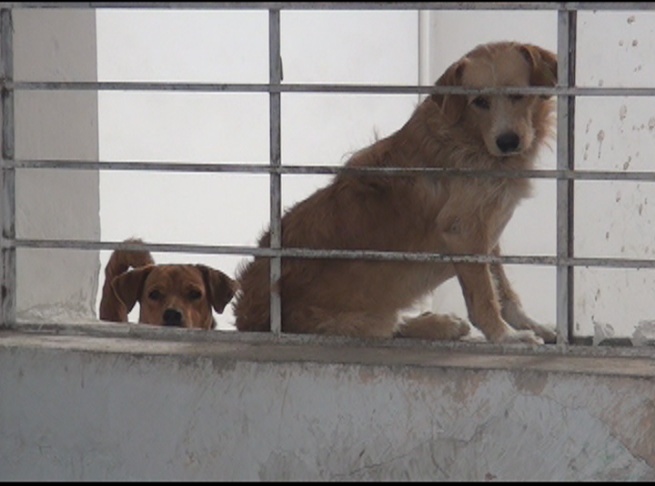 Liberan a perritos encerrados dentro de vivienda 