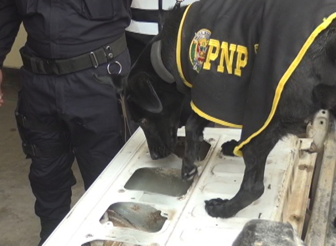 Perros policías ayudaron a detener a sujeto con más de 50 kilos de marihuana en Chugay