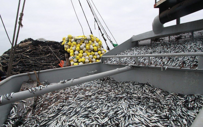 Pesca creció en 40.36% durante enero del presente año