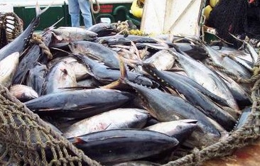 Produce emitió reglamento de ordenamiento pesquero del atún