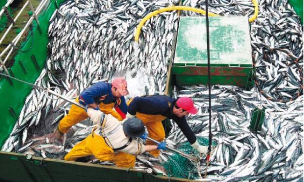 Suspenden actividades extractivas de anchoveta para salvaguardar sostenibilidad del stock