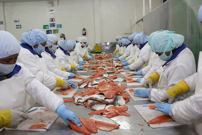 Exportación de pesca para consumo humano creció 27.9% en el 2018