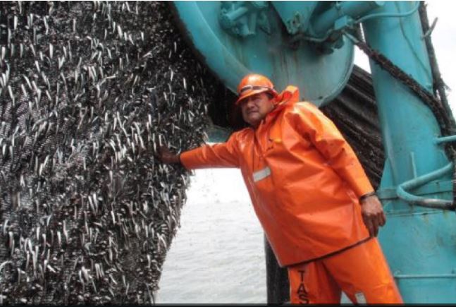 SNP decide esperar mejores condiciones en segunda temporada de pesca