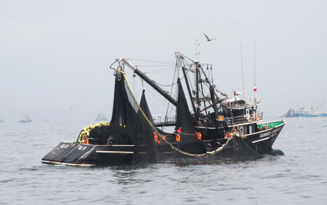  Produce ordena pesca experimental para asegurar preservación de la anchoveta