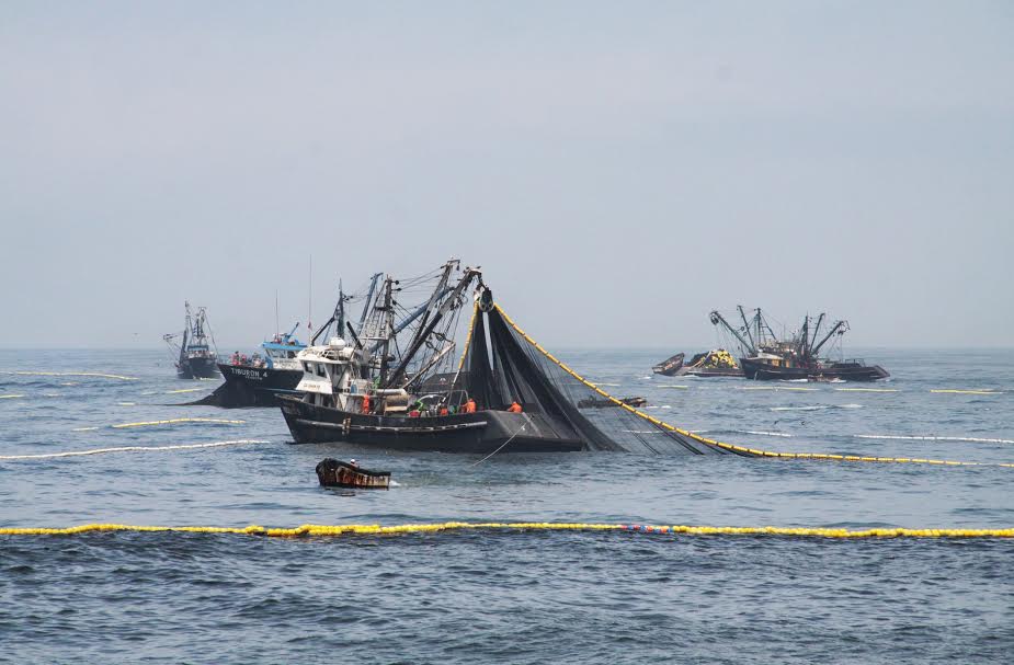 Produce dispone cierre de primera temporada de pesca de anchoveta