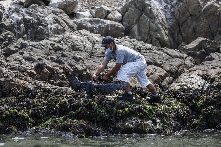 Expertos de Naciones Unidas propondrán acciones inmediatas para mitigar impacto por derrame de petróleo