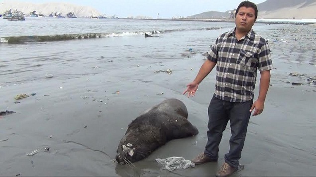 Chimbote: Piden declarar en emergencia la bahía por matanza de especies marinas 