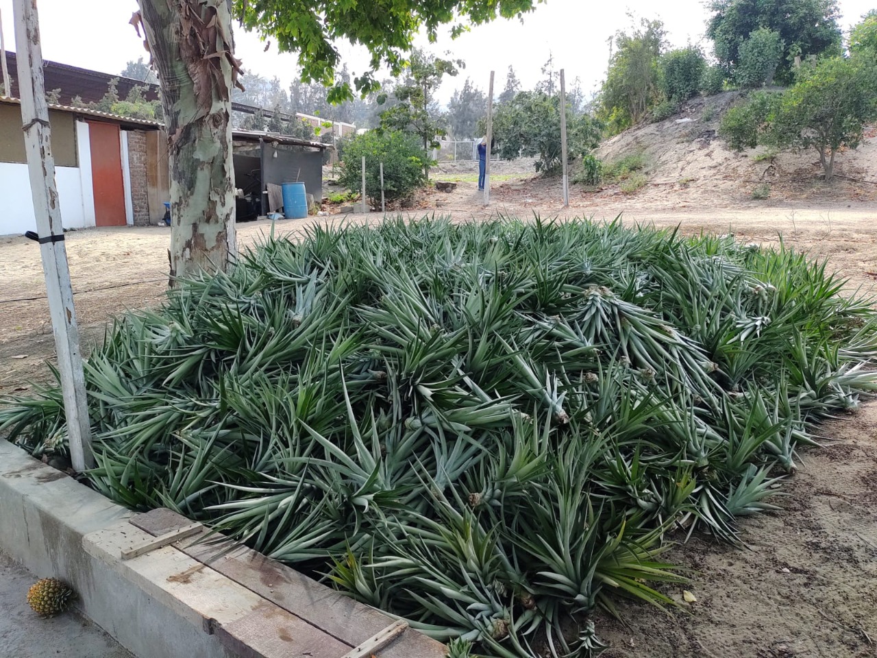 Impulsan siembra de piña Golden en Virú y Chao