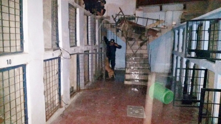 Perro Pitbull que asesinó a niña de un año logró escapar de su jaula del Centro Antirrábico