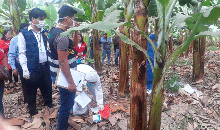 La Libertad: policía reporta tres feminicidios hasta la fecha en la región