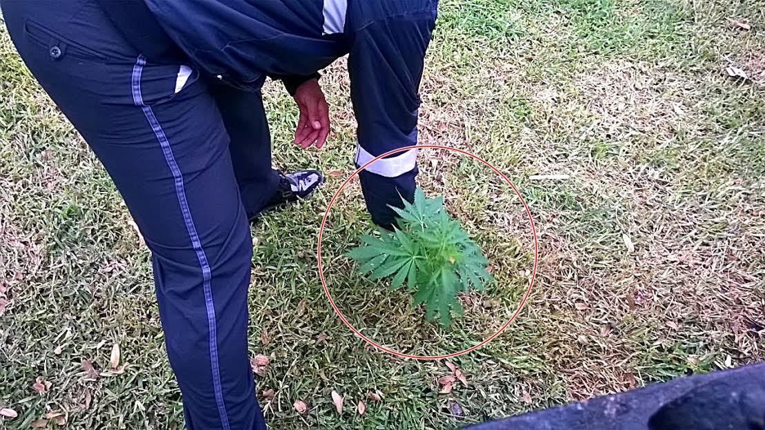 Hallan dos plantas de marihuana en parque frente a colegio Modelo de Trujillo
