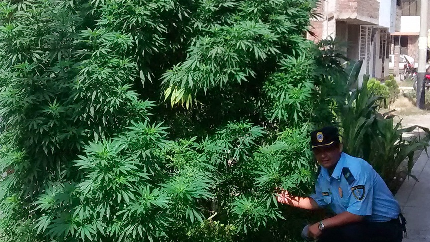 Hallan enorme planta de marihuana en jardín de la urbanización Villa Santa María