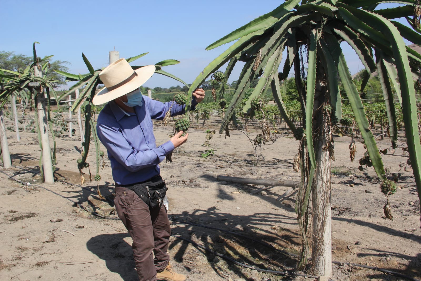 Producen plantas madre de alta pureza genética En parcelas de Chavimochic