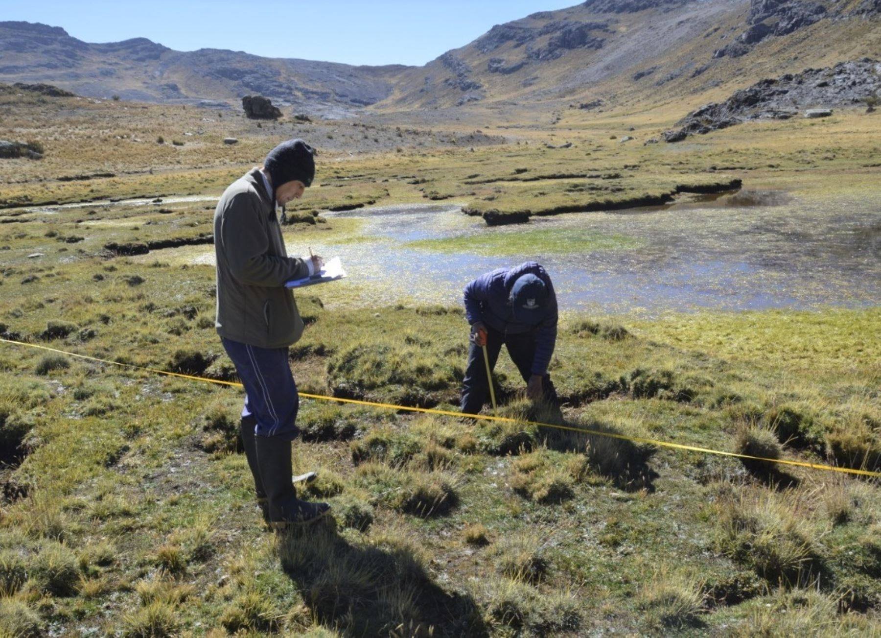 Hallazgo en Áncash: “Plantas nativas andinas ayudan a regenerar suelos contaminados”