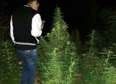 Erradican dos parcelas de marihuana en Virú