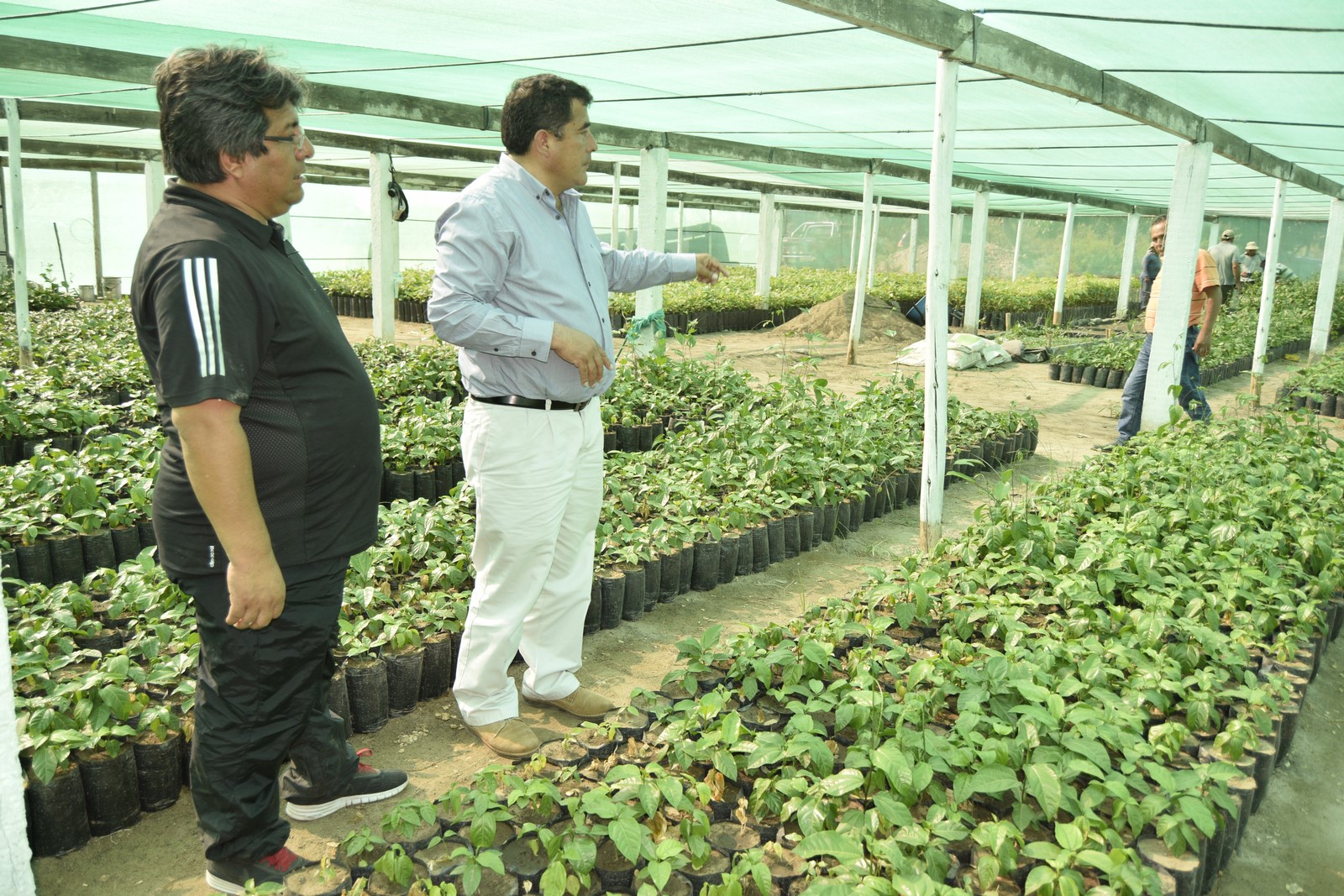 5 mil plantones de maracuyá serán sembrados en Cachicadán