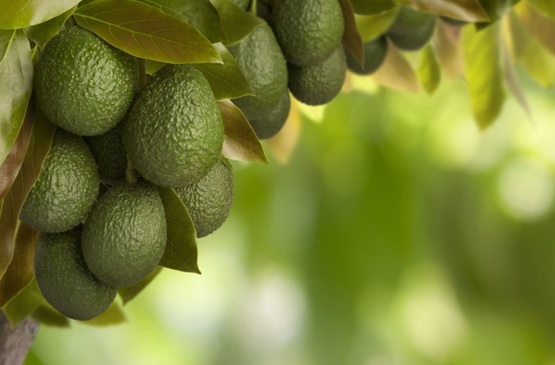 Exportaciones peruanas no tradicionales crecieron 17.8% en agosto 