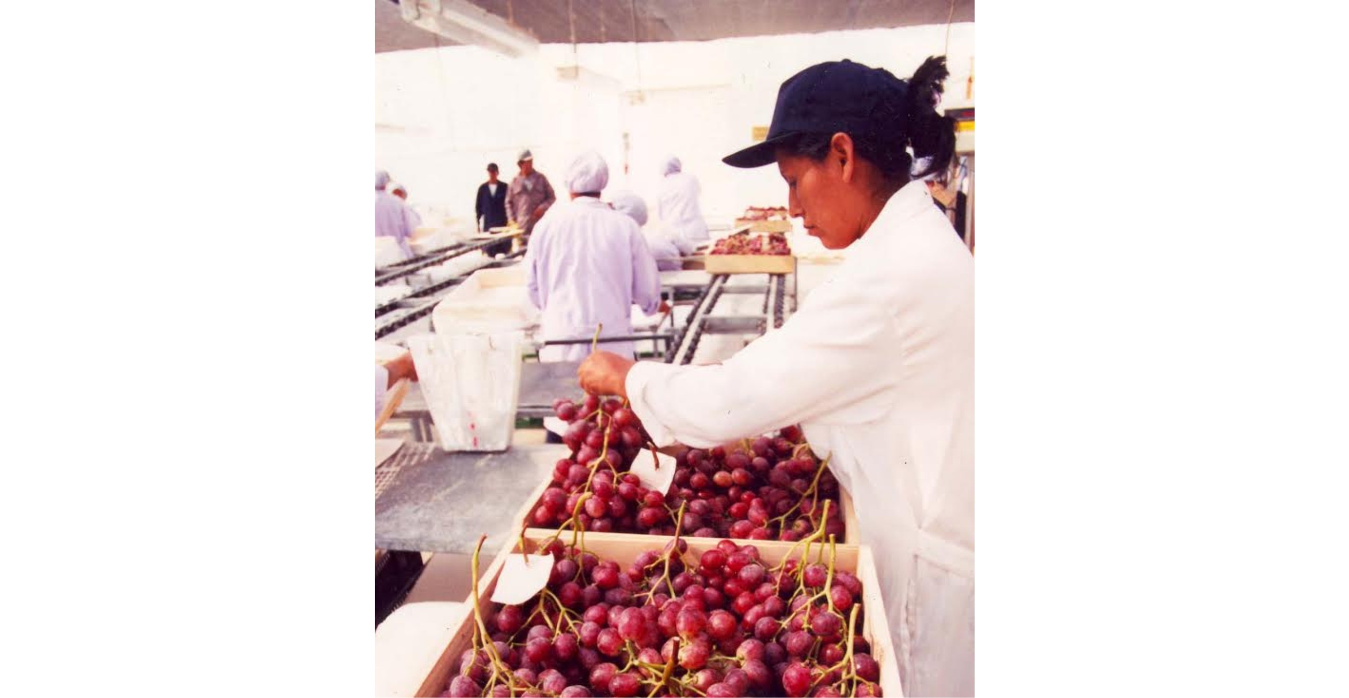Agroexportadores confían en su recuperación luego de fenómeno El Niño Costero