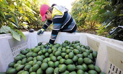  Productores liberteños exportaron paltas por US$ 258 millones en últimos 5 años
