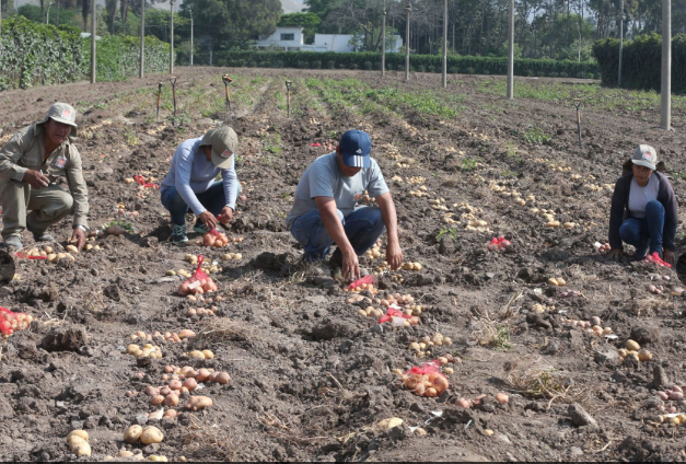 La Libertad: Provincia de Sánchez Carrión ocupó primer lugar en la producción de papa
