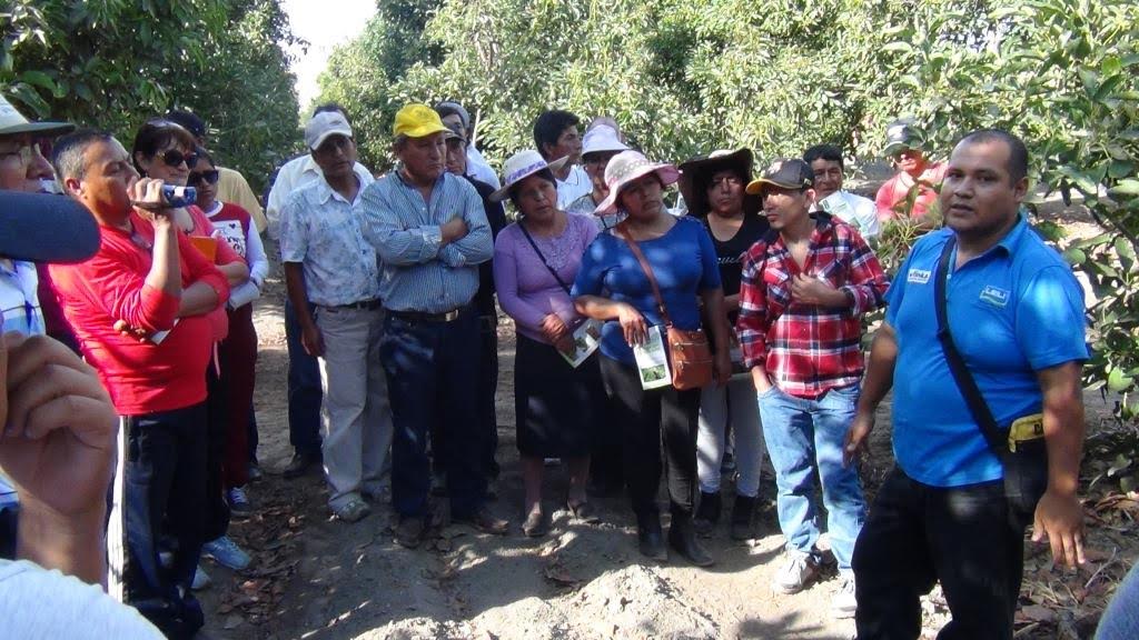 Trujillo: productores de paltas del Valle Fortaleza realizaron intercambio de experiencias 