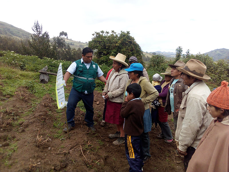 Minagri desarrolla escuelas de campo para pequeños productores de papa de La Libertad
