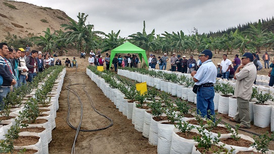 La Libertad: promueven cultivos alternativos en Virú