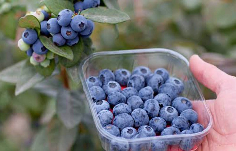 Productos líderes en agroexportaciones se cultivan en valles de Chavimochic