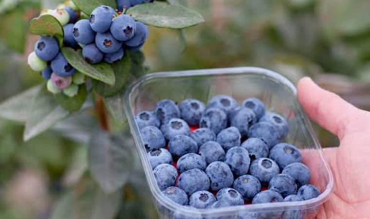 Comisión de Economía aprobaría hoy propuesta de nueva ley agraria, asegura Novoa