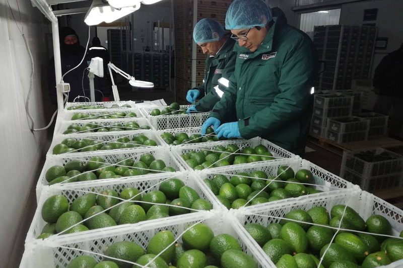 Impulsan campaña para promocionar palta peruana en Japón
