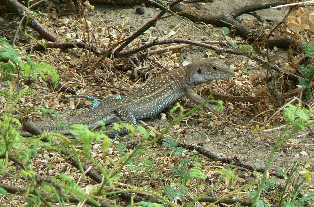 Siembran más islas de algarrobos para salvar de la extinción al cañán de Virú