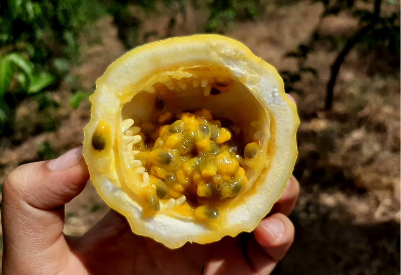 Agricultores de La Libertad incrementan calidad y rendimiento de maracuyá