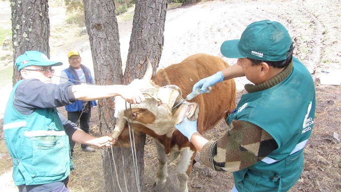 Otuzco: Senasa realiza Acción Cívica para proteger producción pecuaria