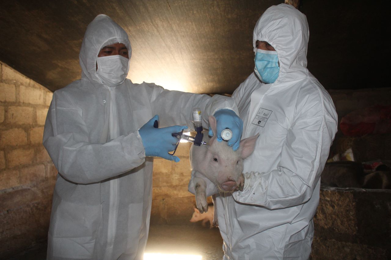 Senasa vacunará a más de 2 millones de cerdos en 15 regiones